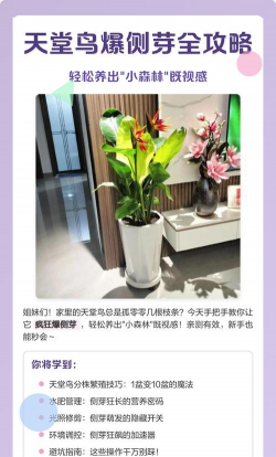 家庭养花用生根粉