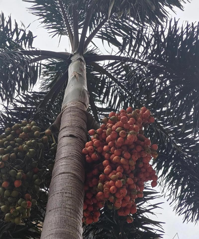 广东街头什么树