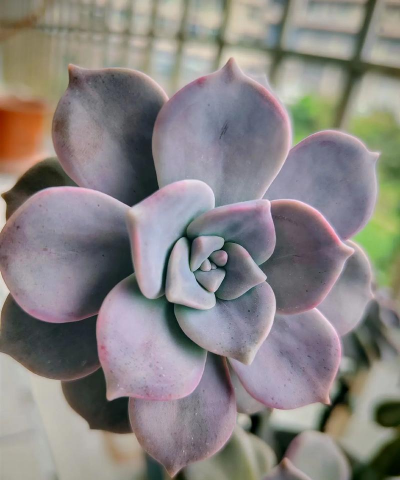 绿化景观设计，提升环境品质，创造宜人空间