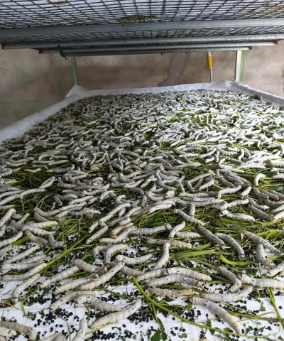 绿化景观设计，提升环境品质，创造宜人空间