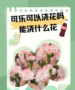 玫瑰花怎么养才不会枯萎，掌握浇水施肥技巧，轻松延长花期