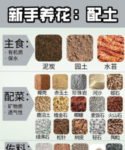 玫瑰花怎么养才不会枯萎，掌握浇水施肥技巧，轻松延长花期