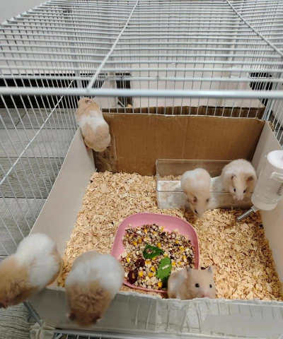 玫瑰花怎么养才不会枯萎，掌握浇水施肥技巧，轻松延长花期