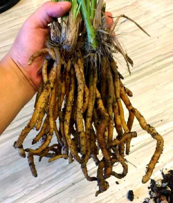 家庭养花用生根粉