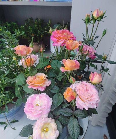 家庭养花用生根粉