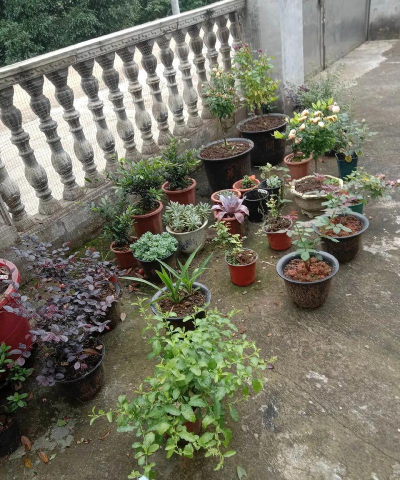 家庭养花用生根粉