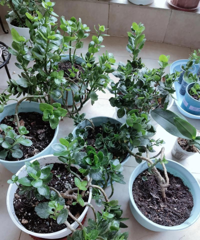 家庭养花用生根粉