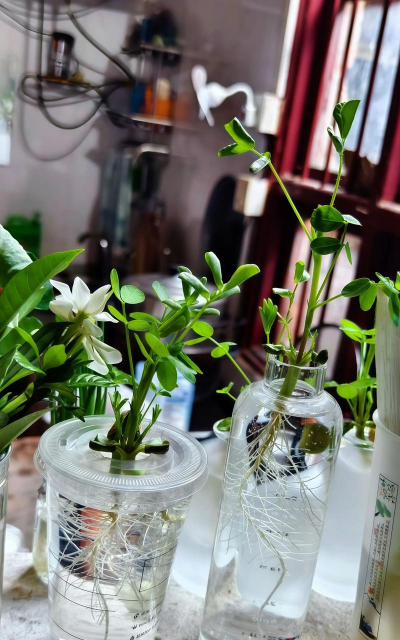 家庭养花用生根粉