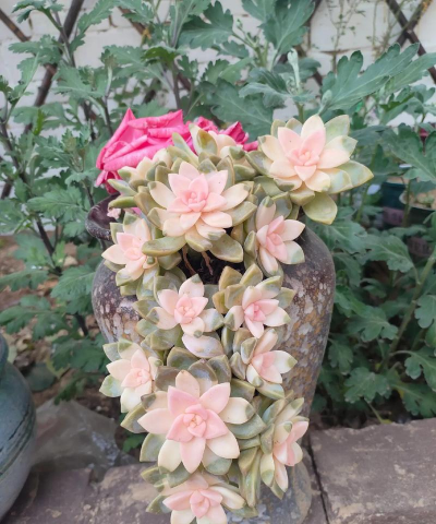 家庭养花用生根粉