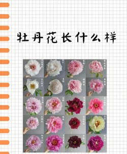 牡丹花是什么颜色