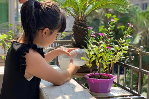 家庭养花用生根粉