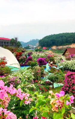 家庭养花用生根粉