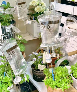 家庭养花用生根粉