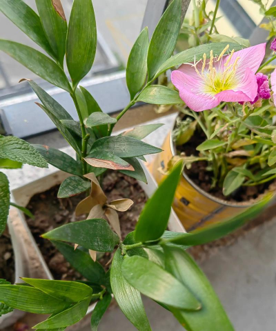 家庭养花用生根粉