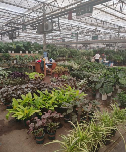 沙河周边养花基地