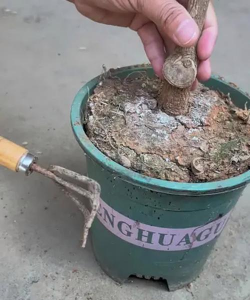 家庭养花用生根粉