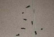 蝙蝠粪能养花吗