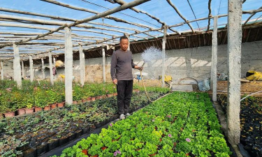 家庭养花用生根粉