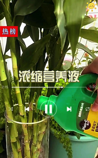 家庭养花用生根粉