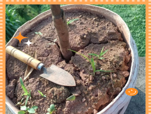 家庭养花用生根粉