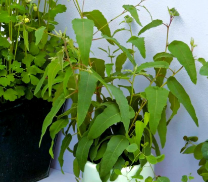 桉树桩头可以养花