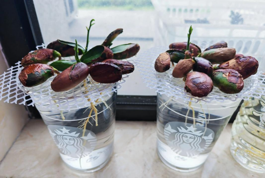 家庭养花用生根粉