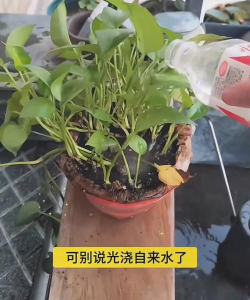 家庭养花用生根粉