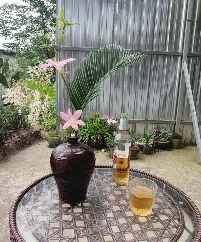 家庭养花用生根粉