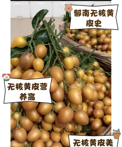 黄皮为什么不敢养花