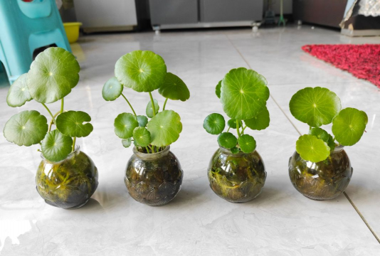 家庭养花用生根粉