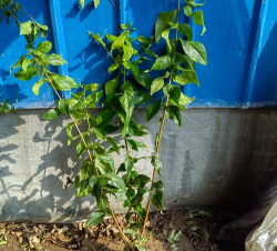 腊梅丛生养花苗