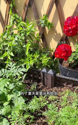 家庭养花用生根粉