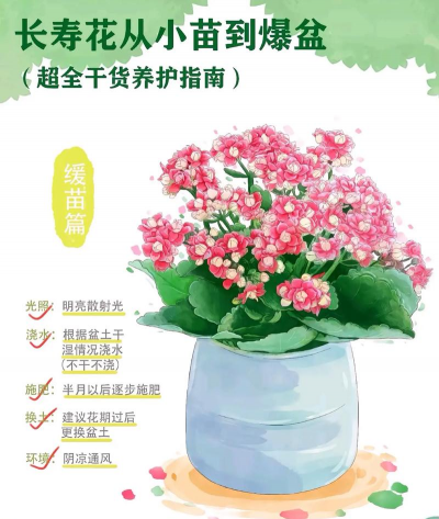 家庭养花用生根粉