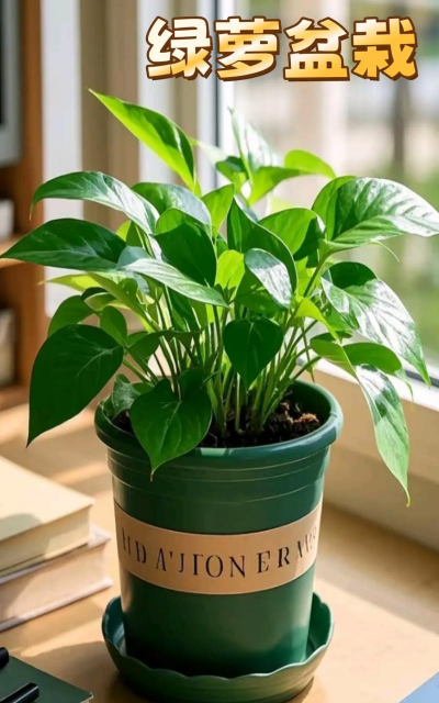 家庭养花大绿叶植物