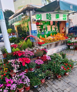 家庭养花用生根粉