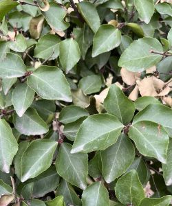 柞树叶可以养花吗