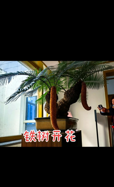 铁胆石可以养花吗