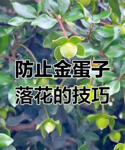如何防止金弹子花脱落