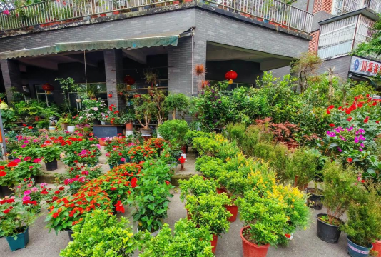 家庭养花用生根粉