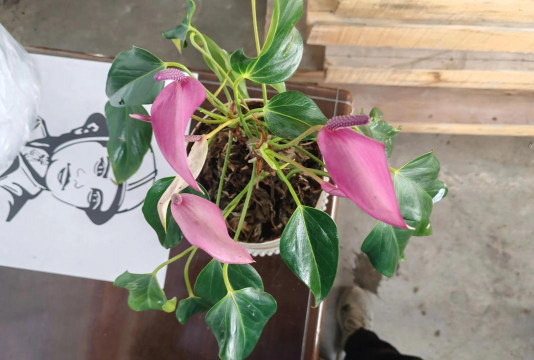 家庭养花用生根粉