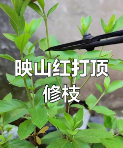 映山红盆栽怎么修剪