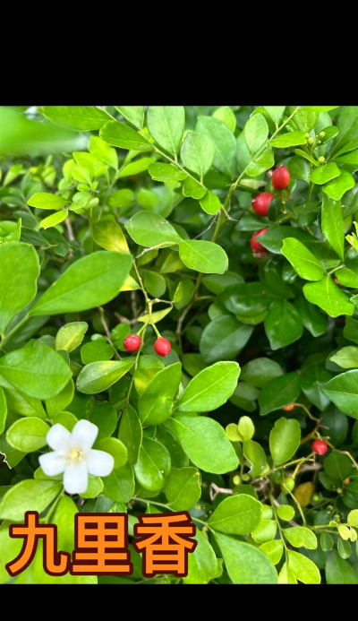 芸香类有什么植物