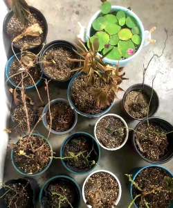 家庭养花用生根粉