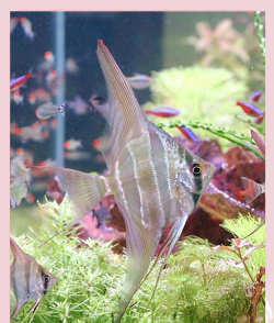 埃及斑马混养花裙子