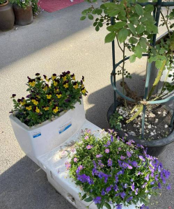 家庭养花用生根粉