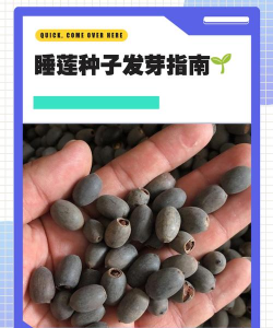 睡连种子什么养