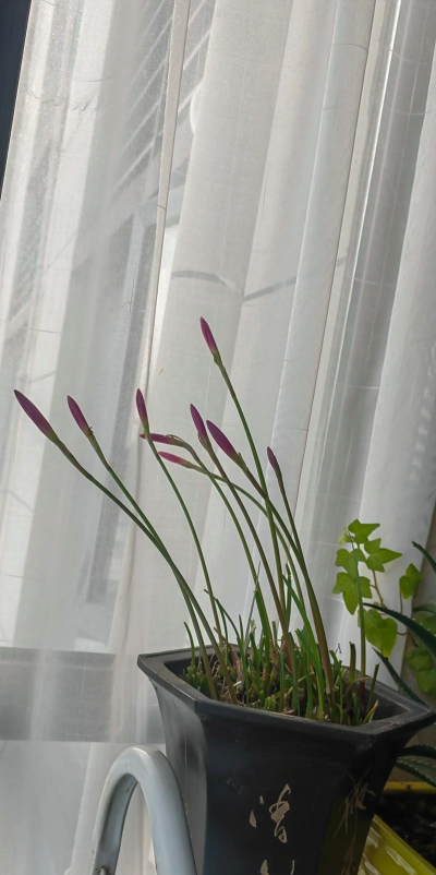 阳台多风雨兰养花