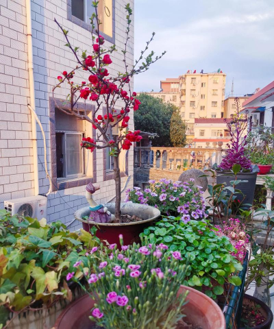 家庭养花用生根粉