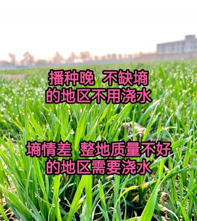 小麦养花后能否浇水 小麦养花后能否浇水