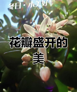 养花豆办青花好吗